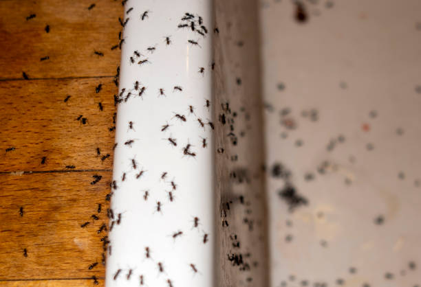 Best Best Pest Control Companies  in Sheboygan, WI